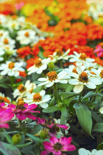 Barevné daisy květiny v zahradě — Stock fotografie
