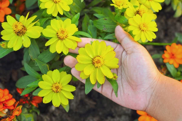 Bunte Gänseblümchen im Garten - in der Hand — Stockfoto