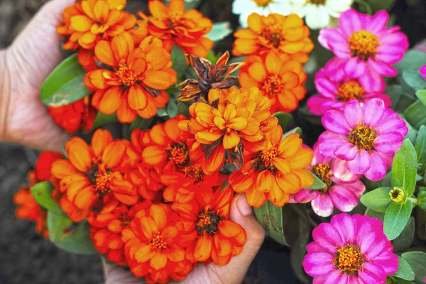 Bunte Gänseblümchen im Garten - in der Hand — Stockfoto