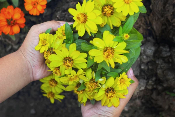 Flores de margarida coloridas no jardim - na mão — Fotografia de Stock