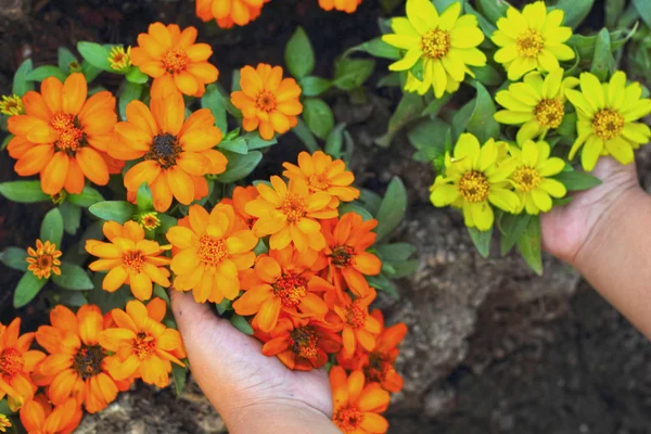 カラフルなデイジーの花の庭で — ストック写真