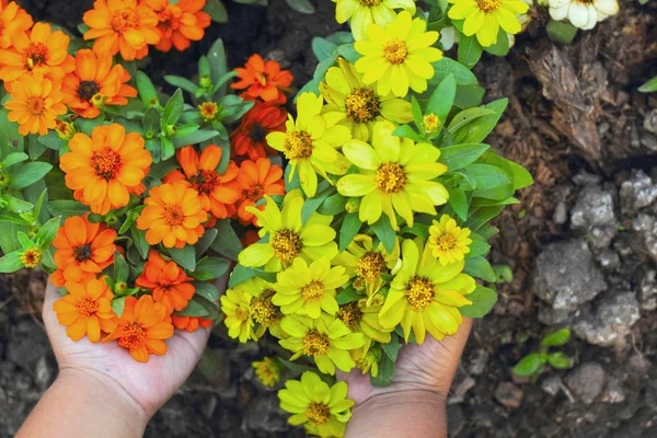 Bunte Gänseblümchen im Garten - in der Hand — Stockfoto