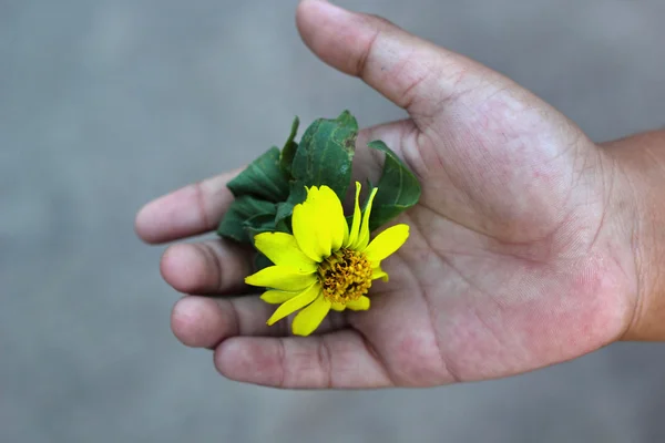 Bunte Gänseblümchen in der Hand — Stockfoto