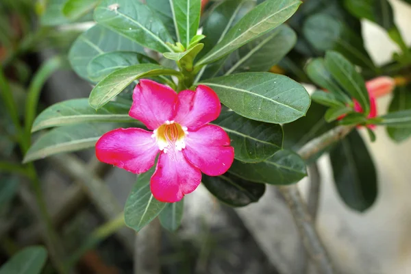 Impala fleur de lys dans la nature — Photo