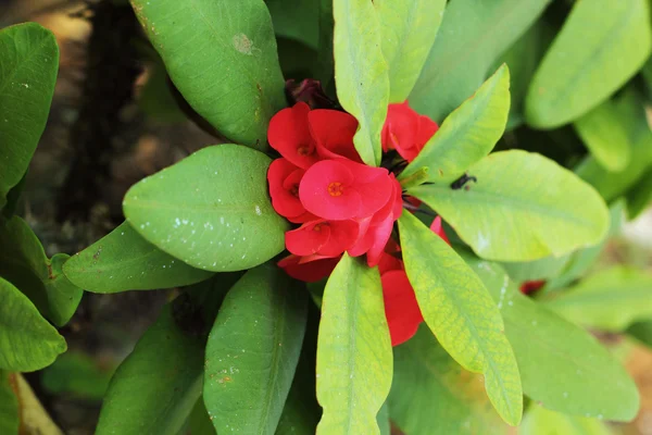 Euphorbia milli Blumen - rote Blüten in Naht — Stockfoto