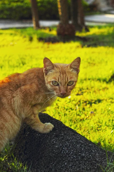 Gato olhando em uma rocha no jardim . — Fotografia de Stock