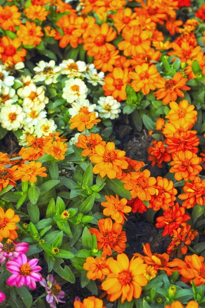 Kleurrijke daisy bloemen in de tuin — Stockfoto