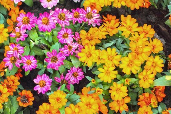 Kleurrijke daisy bloemen in de tuin — Stockfoto