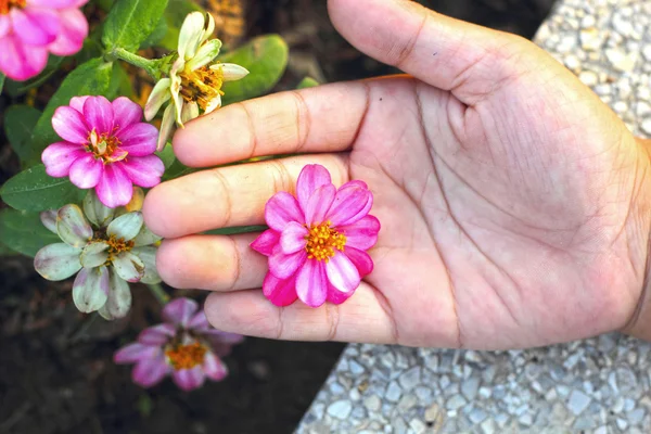 Barevné daisy květiny v zahradě - v ruce — Stock fotografie