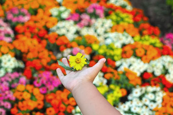 Kleurrijke daisy bloemen in de tuin - in de hand — Stockfoto