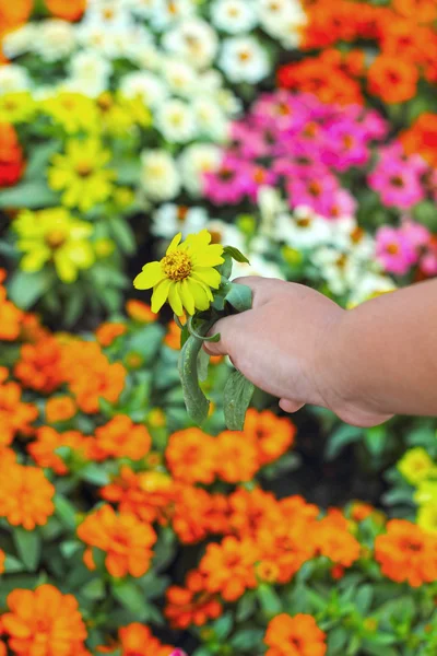 Bunte Gänseblümchen im Garten - in der Hand — Stockfoto