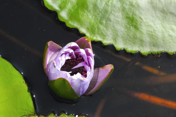Kwiaty fioletowe lotosu w naturze — Zdjęcie stockowe