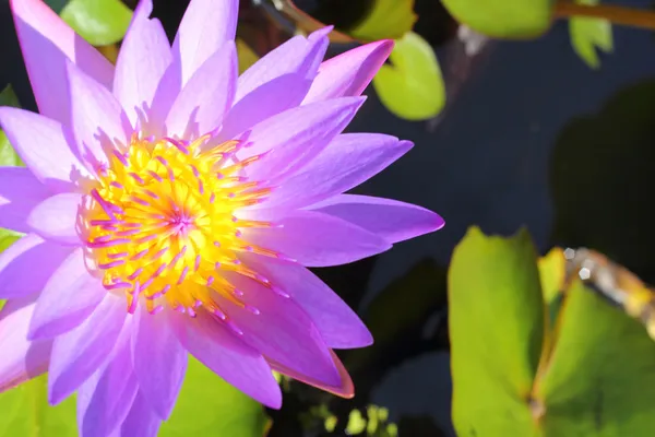 Flores de loto púrpura en la naturaleza —  Fotos de Stock