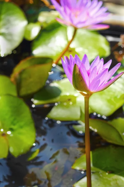 Fiori di loto viola nella natura — Foto Stock