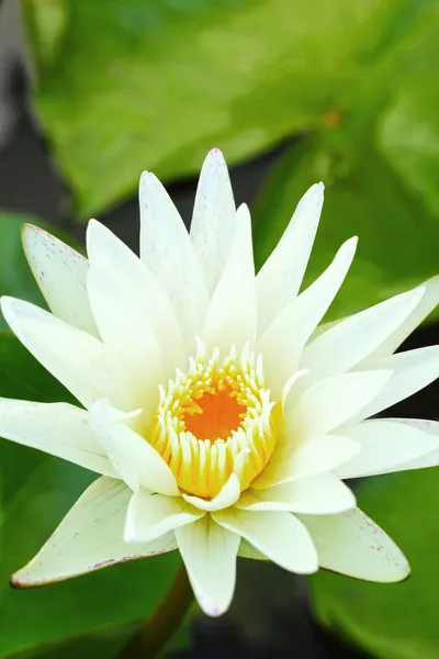 Fiore di loto bianco nella natura. — Foto Stock