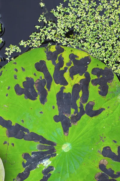 池に蓮の葉 — ストック写真