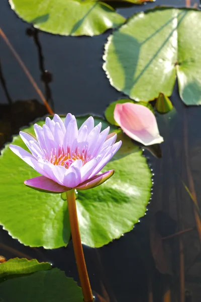 Lila Lotusblüten in der Natur — Stockfoto
