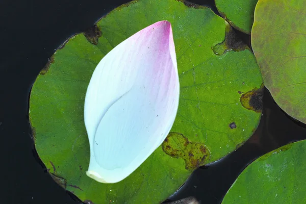 Lotus yaprakları doğal — Stok fotoğraf