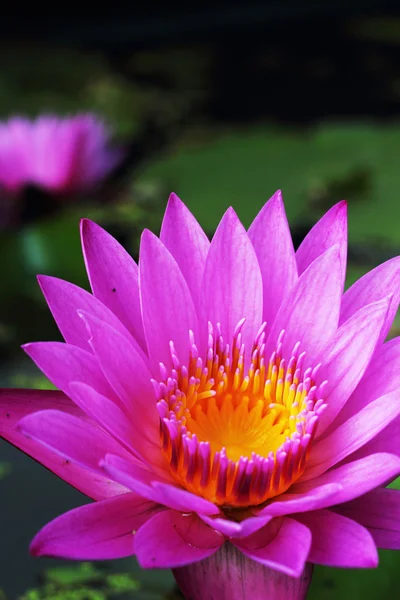 Fialový lotosové květy v přírodě — Stock fotografie
