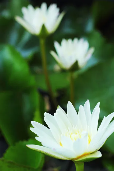 Bílá lotosový květ v přírodě. — Stock fotografie