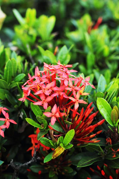 Fiori di Ixora nella natura — Foto Stock