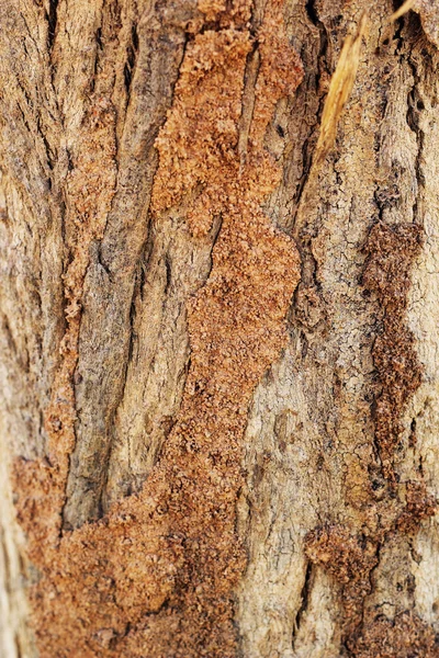 Termitas en el fondo del árbol-en la naturaleza — Foto de Stock