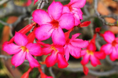 Impala lily adenium - pembe çiçekler