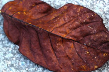 zemin kuru kahverengi yapraklar.