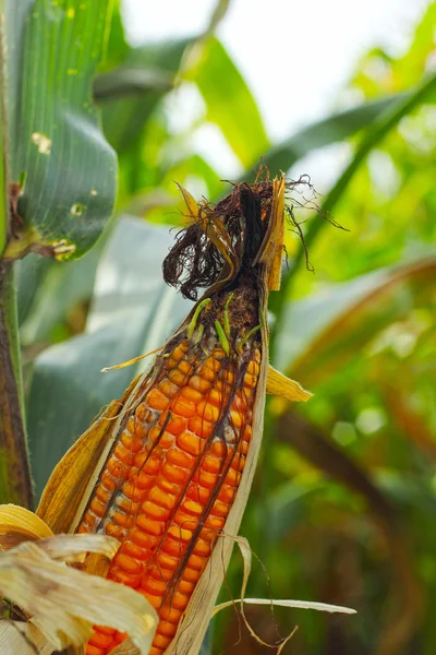Corn cob on a field — Stock Photo, Image