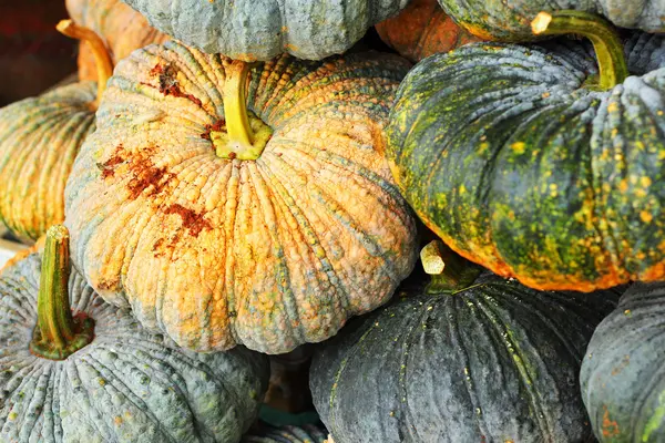 Citrouille verte fraîche sur le marché — Photo