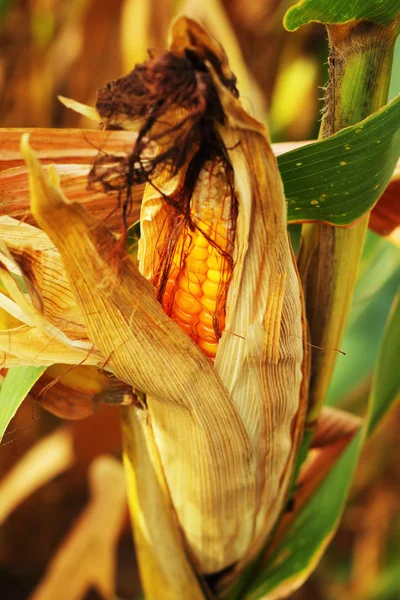 Espiga de milho em um campo — Fotografia de Stock