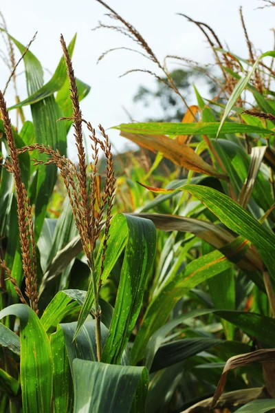 Corn against the sky — Stock Photo, Image