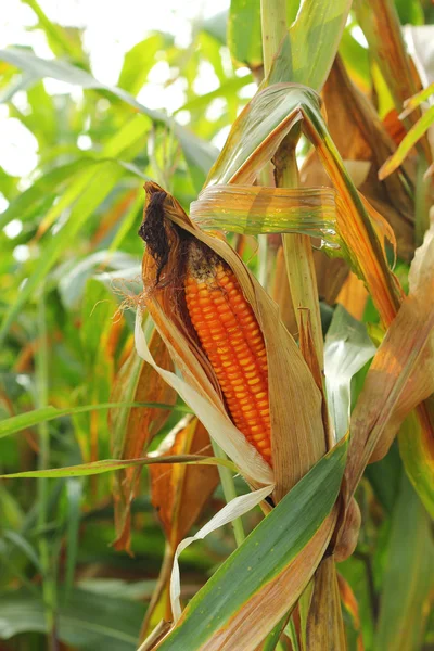 Corn cob on a field — Stock Photo, Image