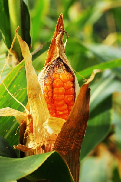 Mazorca de maíz en un campo — Foto de Stock