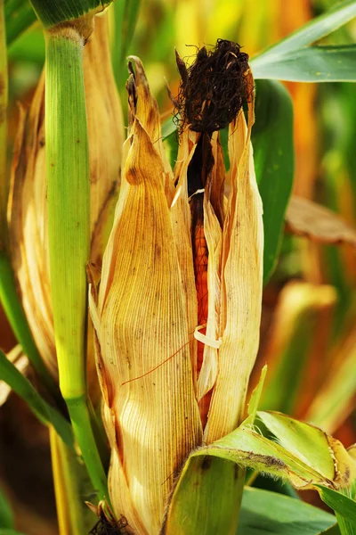 Maiskolben auf einem Feld — Stockfoto