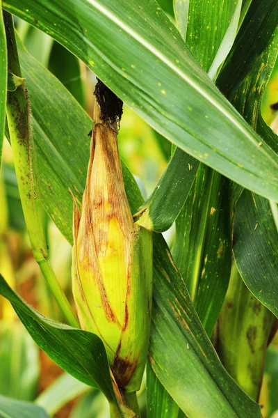 Corn cob on a field — Stock Photo, Image