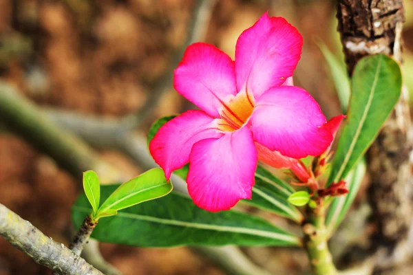 임 팔 라 릴리 adenium-핑크 꽃 — 스톡 사진