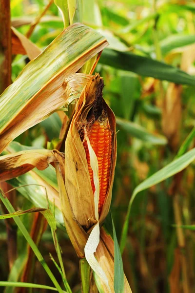 Corn cob on a field — Stock Photo, Image