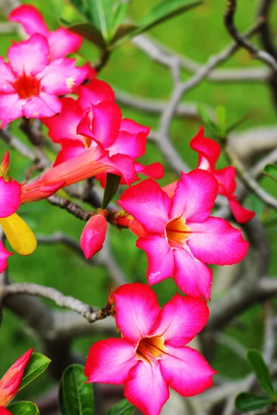 Impala lily adenum - рожеві квіти — стокове фото
