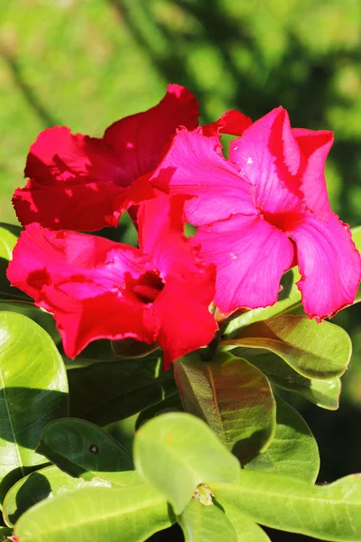 Impala lily bloem in de natuur — Stockfoto