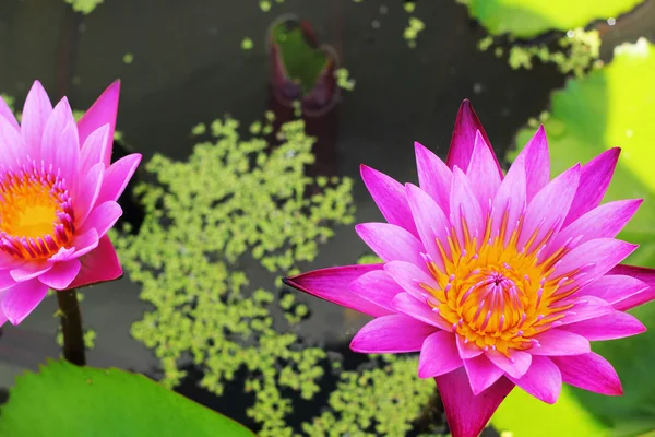 Rosa lotusblommor i naturen — Stockfoto