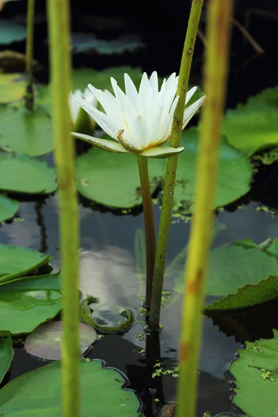 Vit lotus blomma i naturen. — Stockfoto