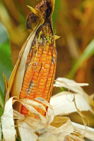 Corn cob on a field — Stock Photo, Image