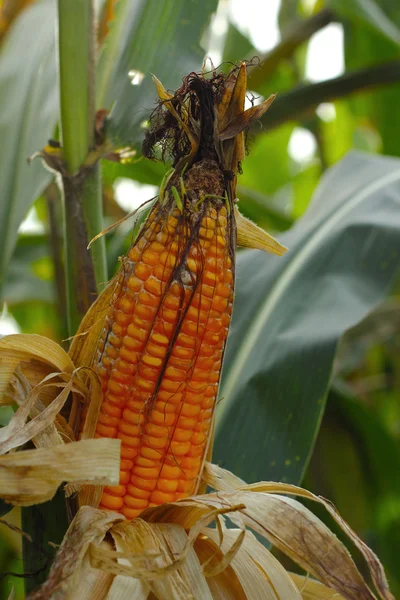 Corn cob on a field — Stock Photo, Image