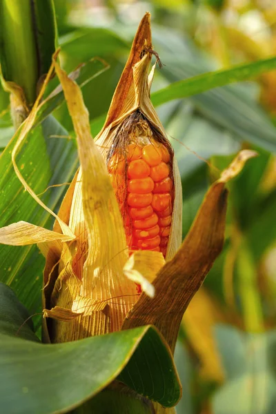 Jagung tongkol di lapangan — Stok Foto