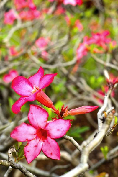 Impala Lilie Adenium - rosa Blüten — Stockfoto