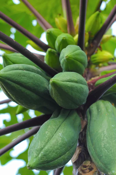 Papaja boom in de tuin — Stockfoto