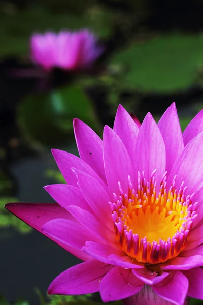 Paarse lotusbloemen in de natuur — Stockfoto