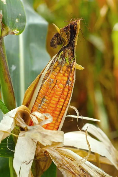 Corn cob on a field — Stock Photo, Image