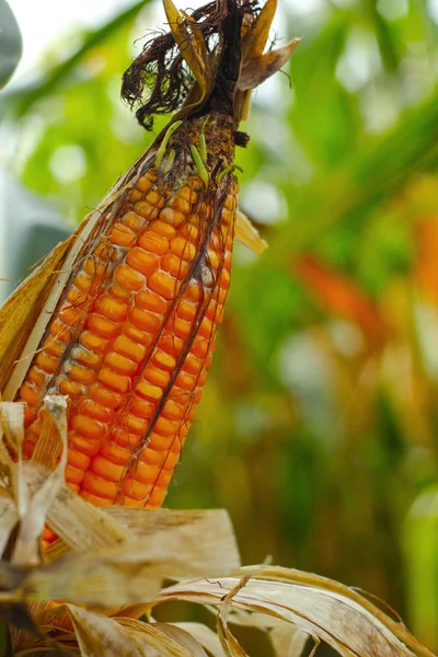 Corn cob on a field — Stock Photo, Image